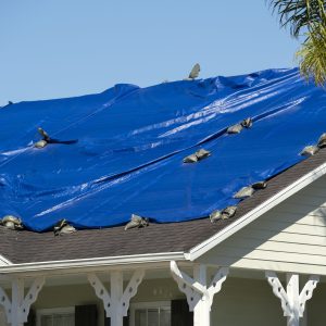 Damaged in hurricane Ian house roof covered with blue protective tarp against rain water leaking until replacement of asphalt shingles.